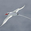 Red-billed Tropicbird
